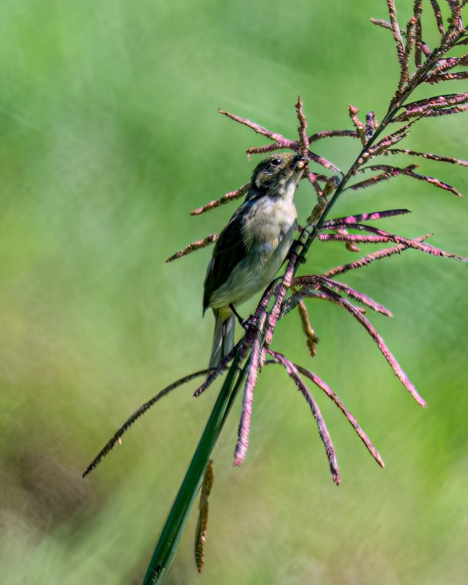 Sporophila sp. - ML610984408