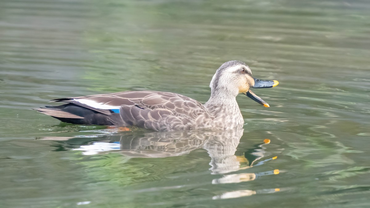 Eastern Spot-billed Duck - ML610984411