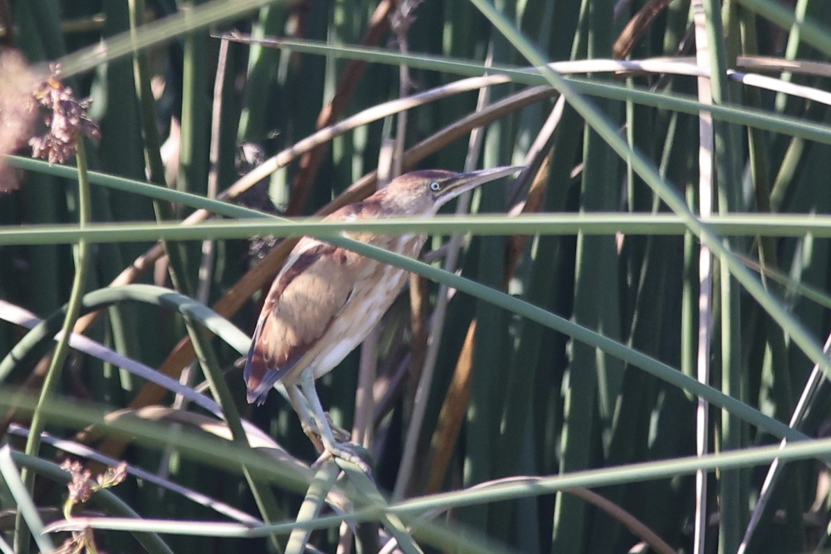 Least Bittern - ML610984515