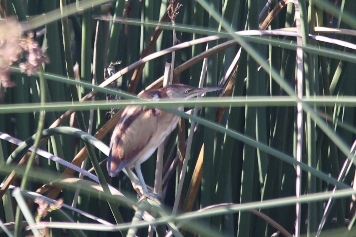 Least Bittern - ML610984516