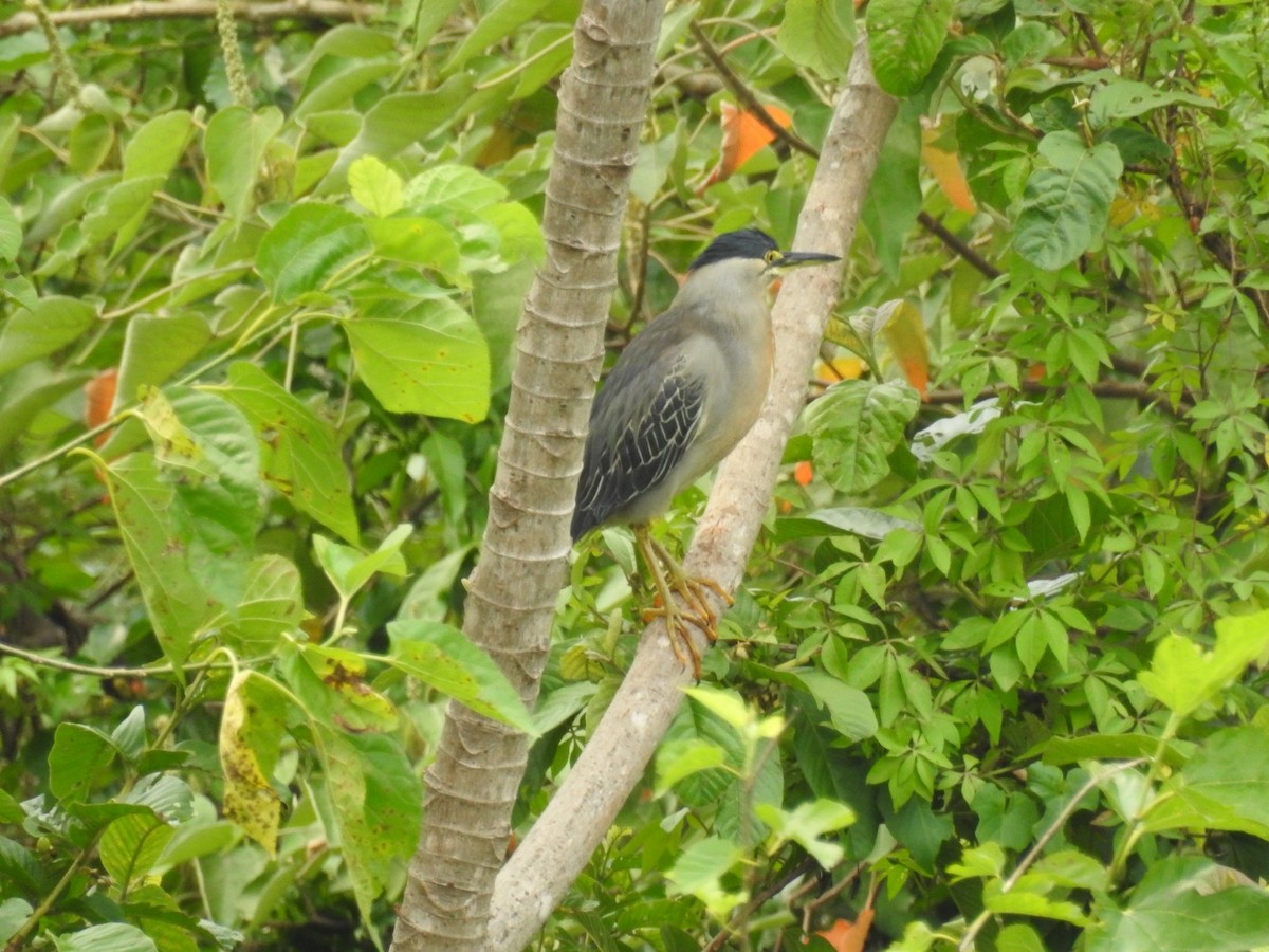 Striated Heron - ML610984600