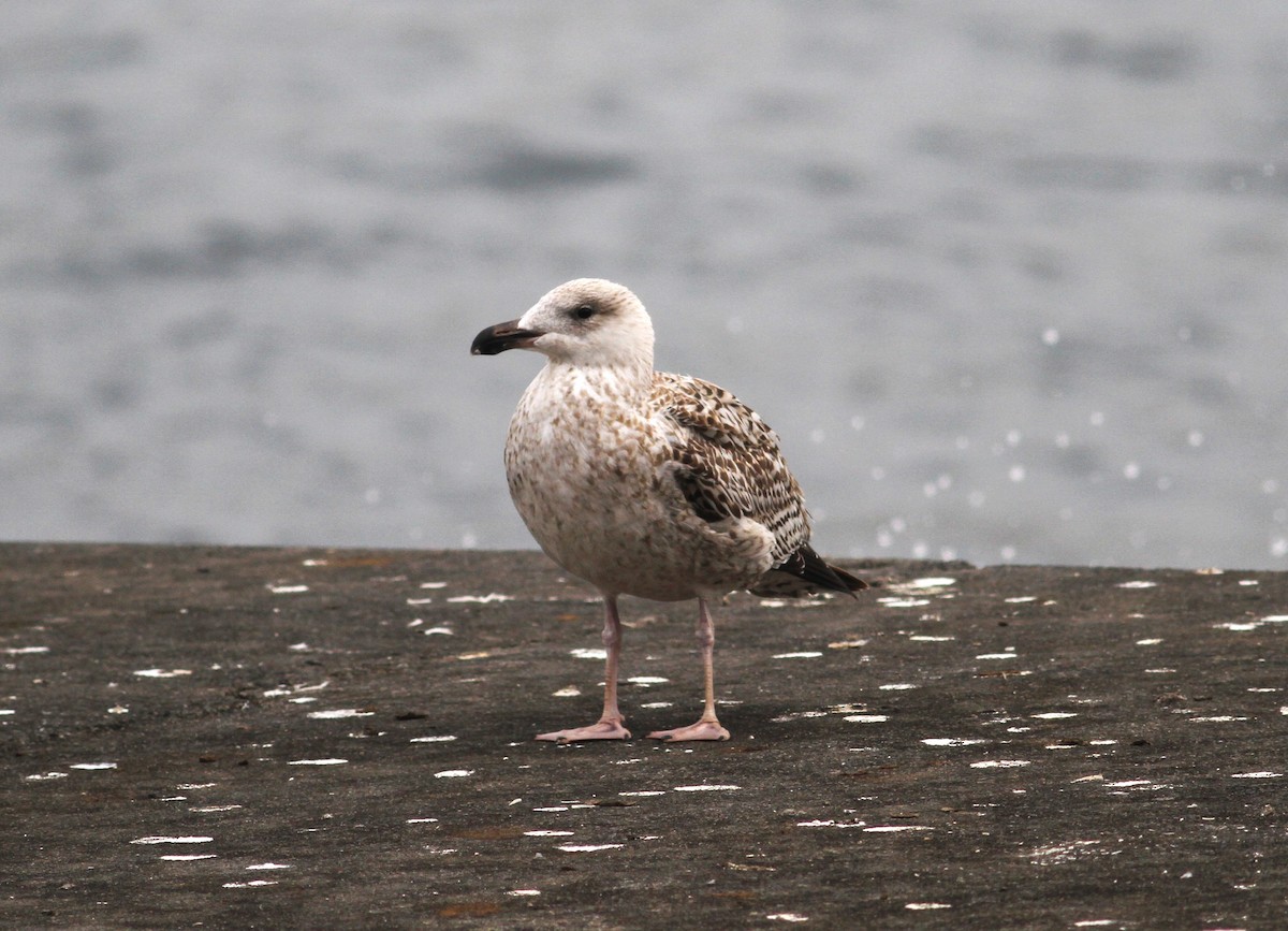 Great Black-backed Gull - ML610984614