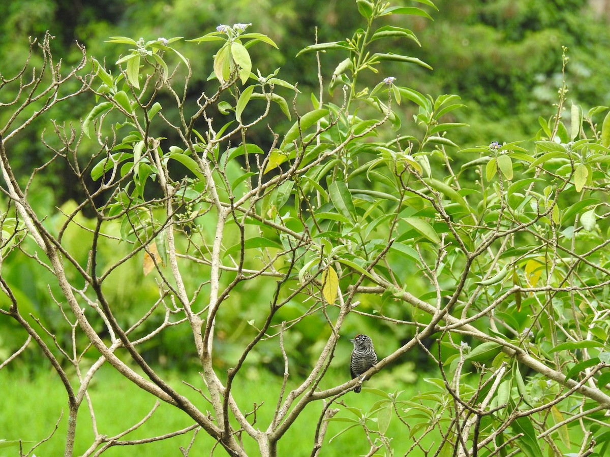 White-barred Piculet - M. Arturo Rosselli