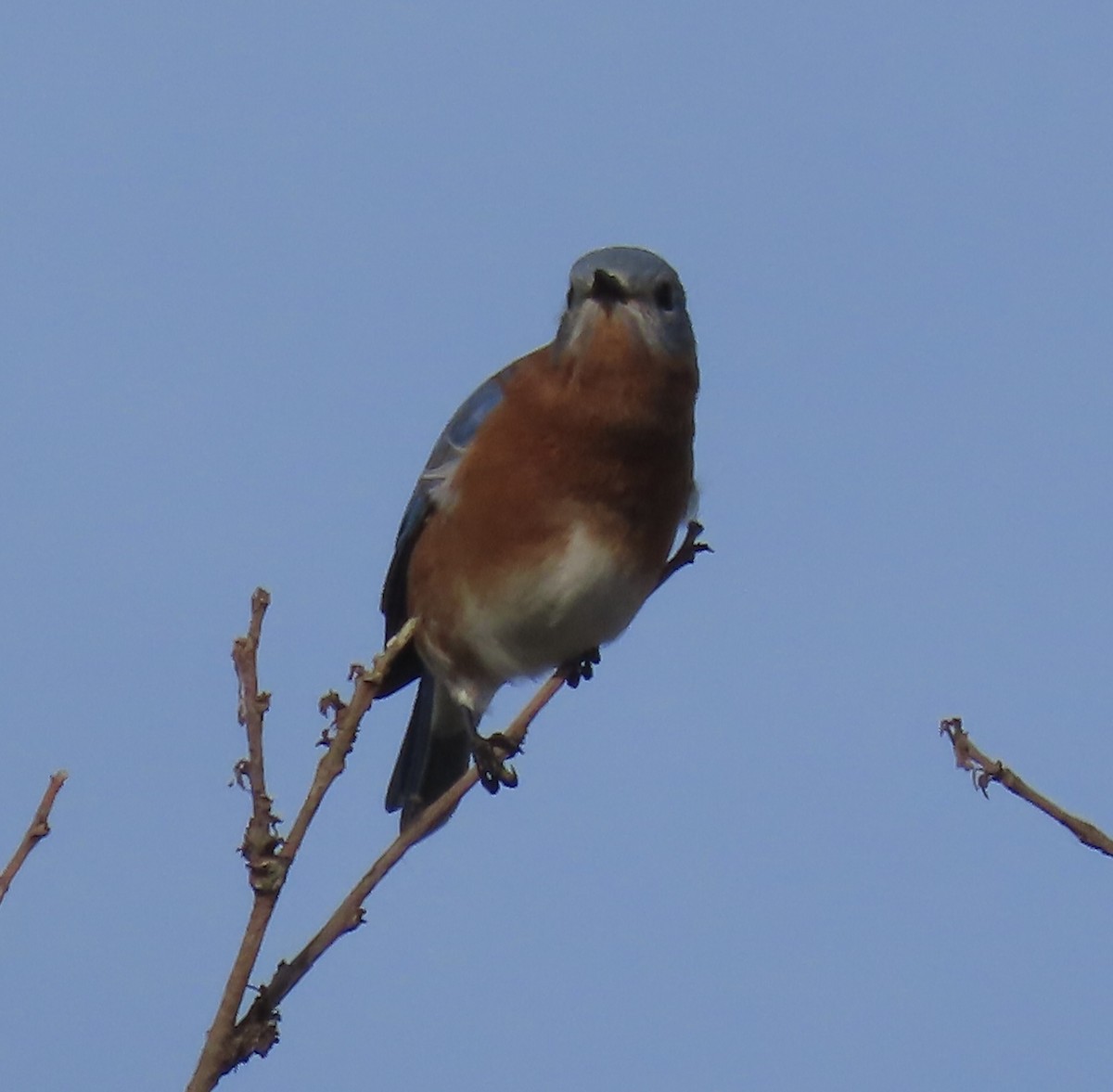 Eastern Bluebird - ML610984660