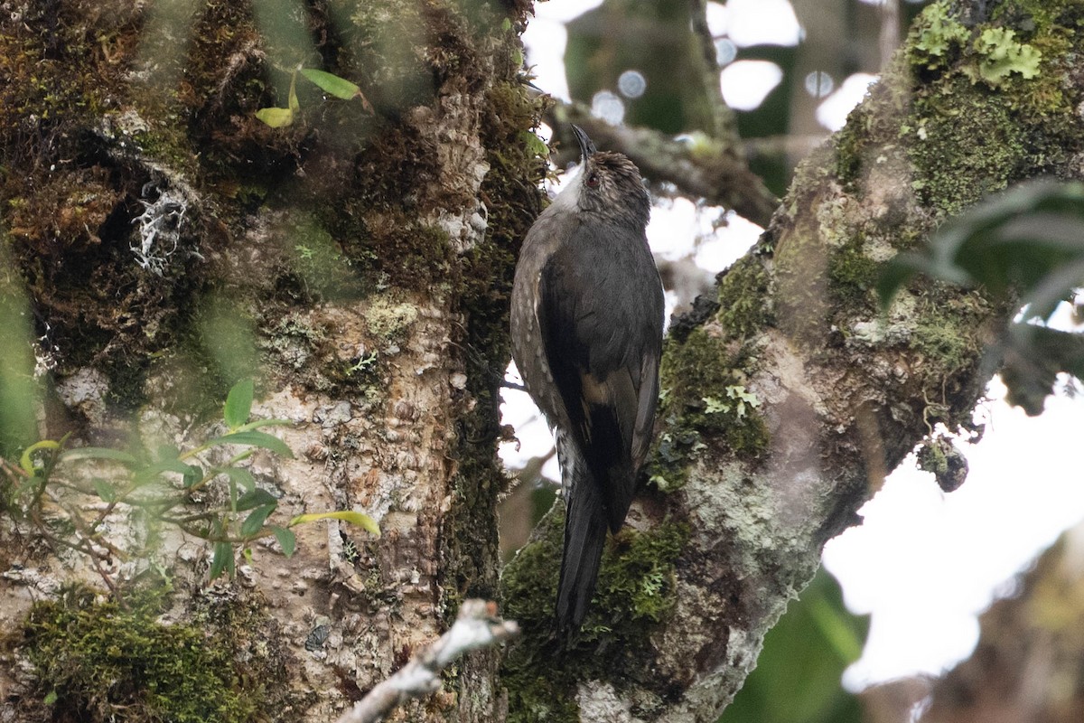 Papuan Treecreeper - ML610984700