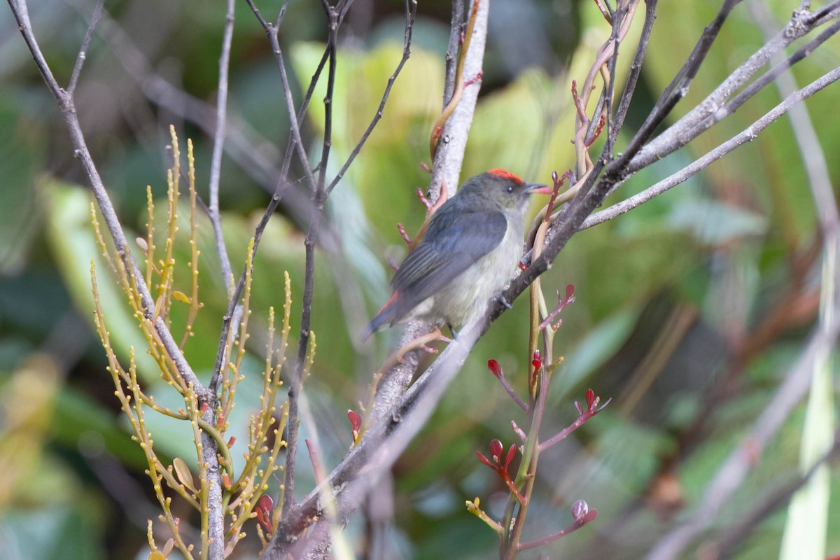 Red-capped Flowerpecker - John Hiles