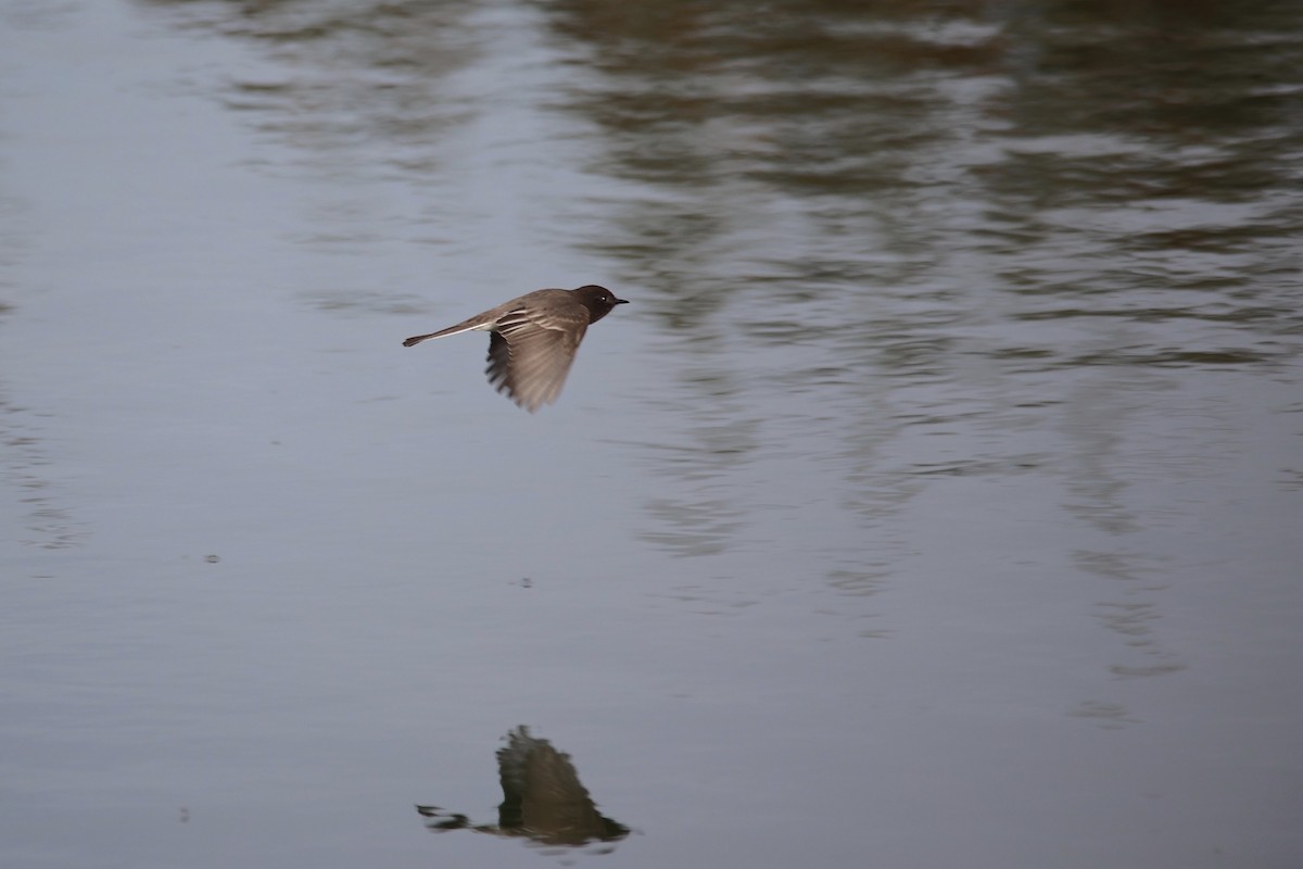 Black Phoebe - ML610984715