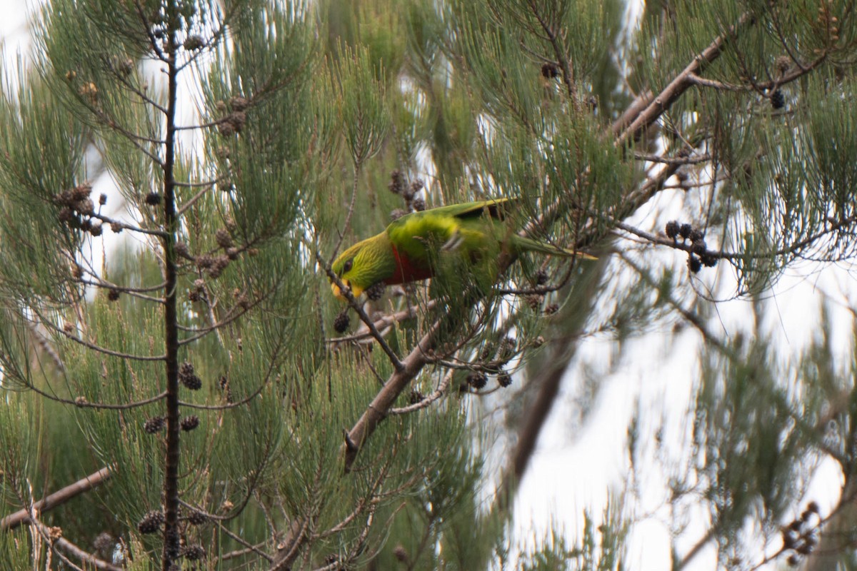 Yellow-billed Lorikeet - ML610984726