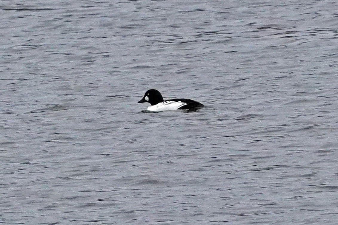 Common Goldeneye - Keith Wickens