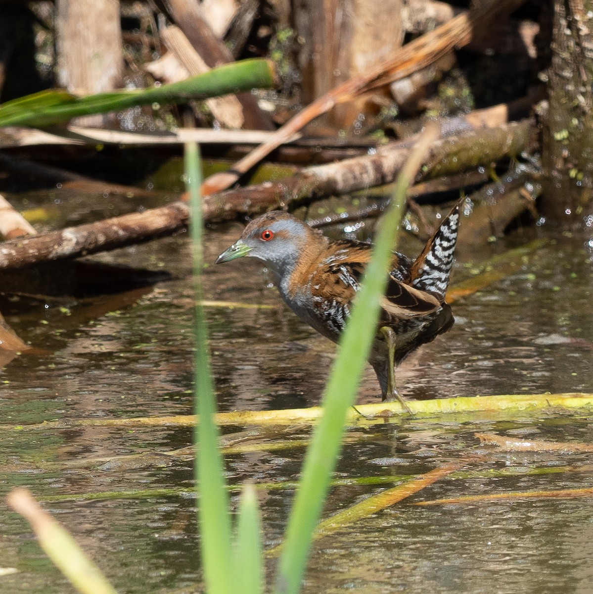 Baillon's Crake - Ralph Stadus