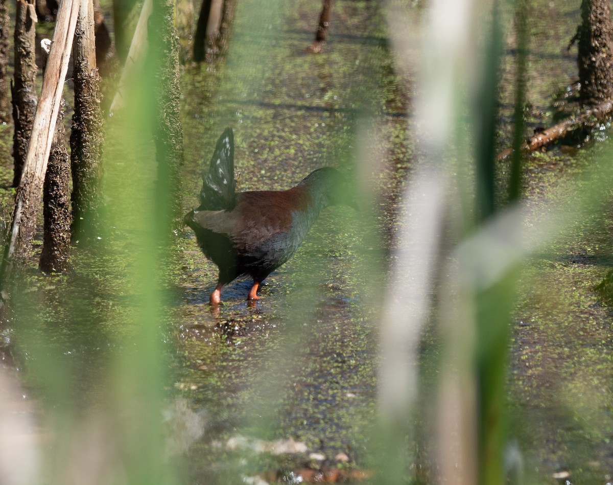 Spotless Crake - Ralph Stadus