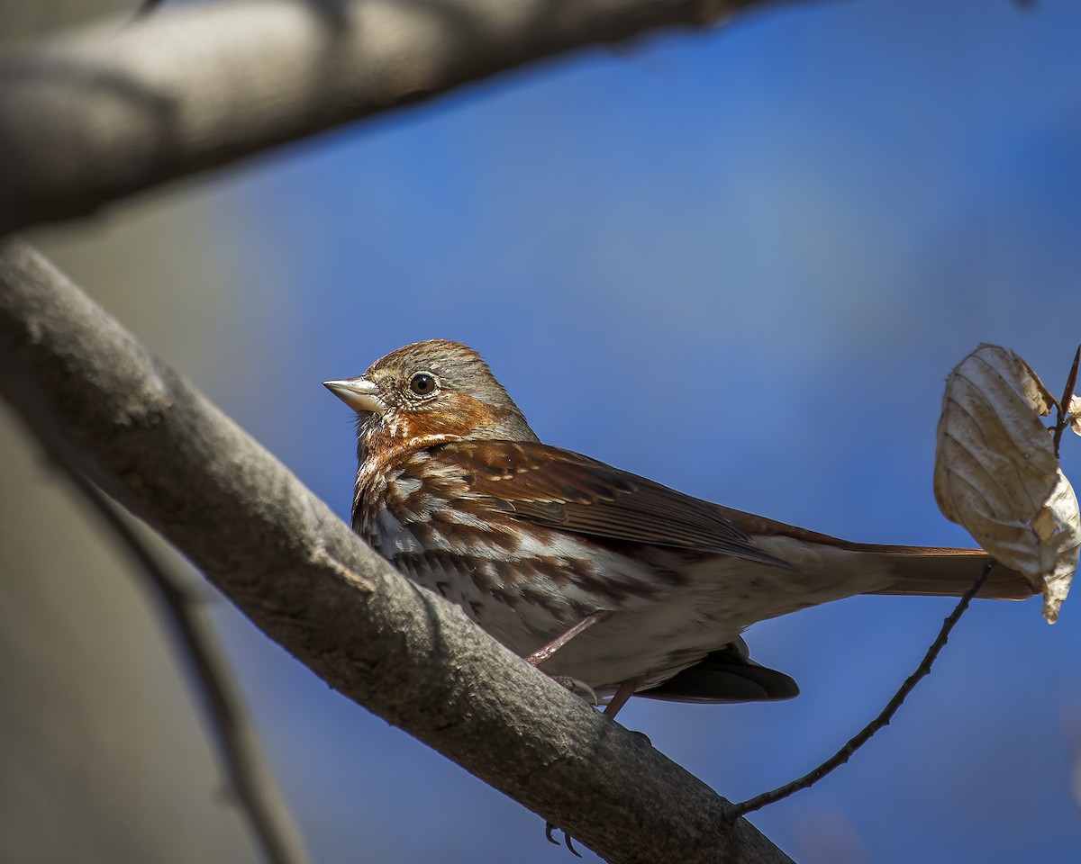 Fox Sparrow - ML610985128