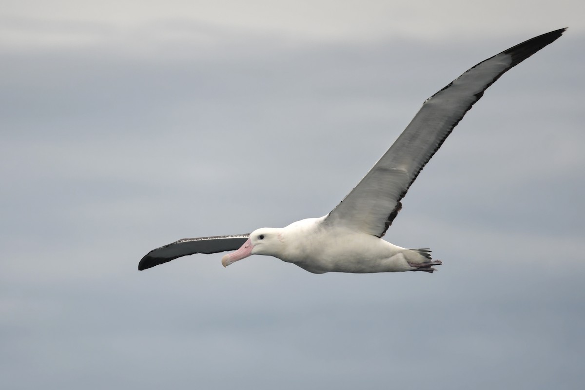 albatros stěhovavý - ML610985211