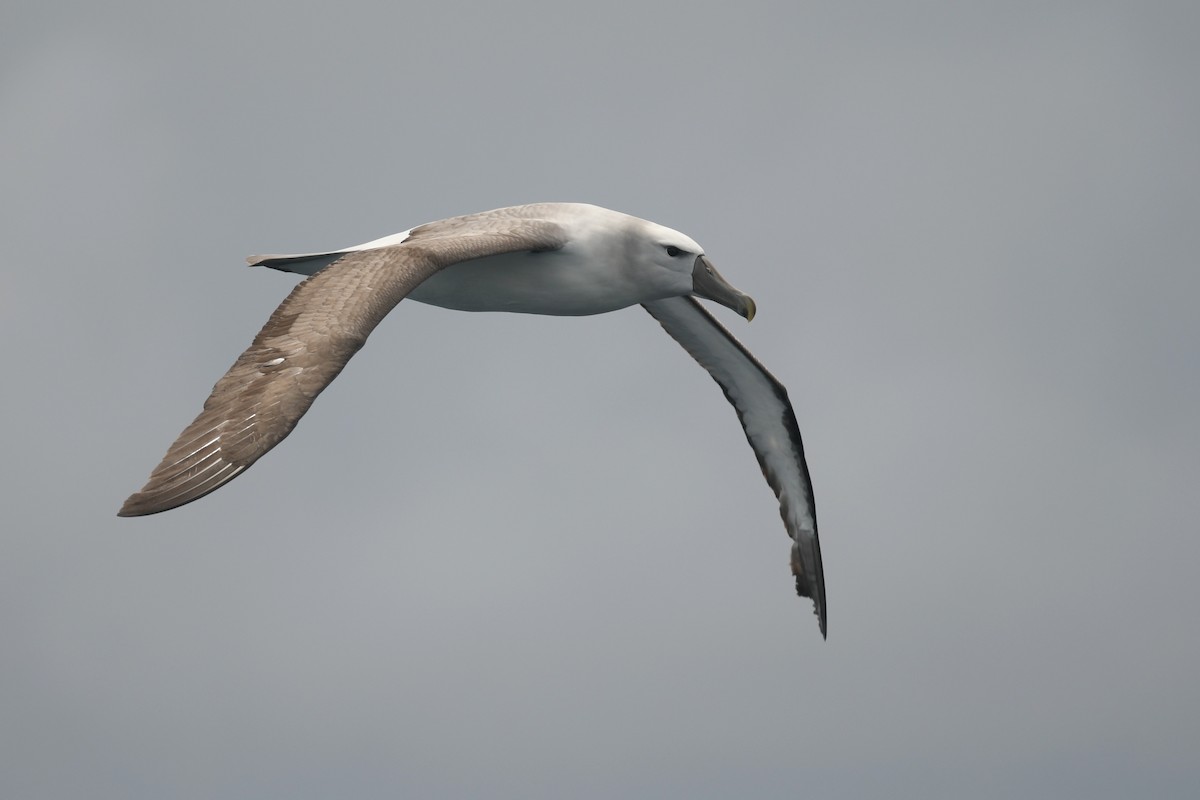 White-capped Albatross - ML610985221