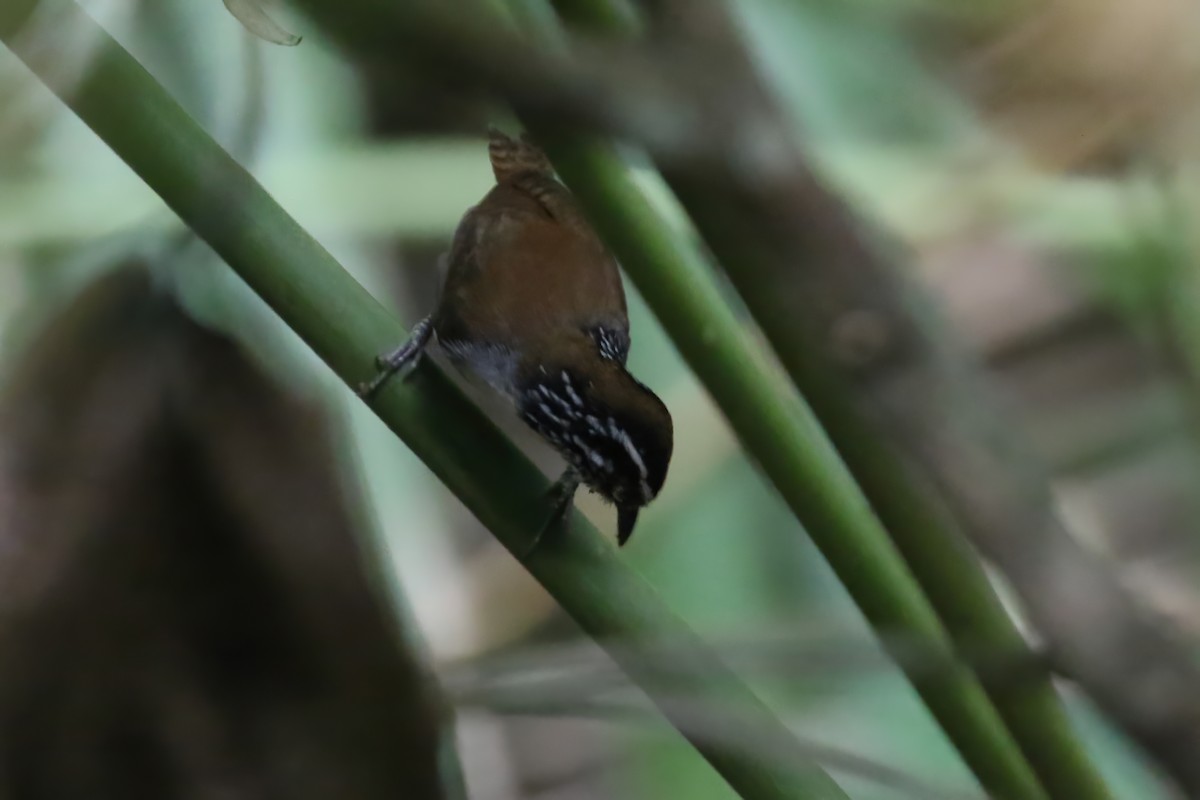 White-breasted Wood-Wren (Cherrie's) - ML610985228