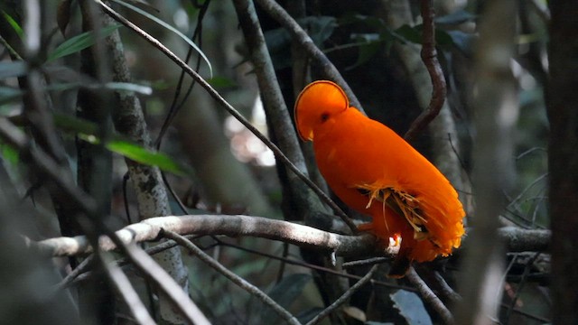 Guianan Cock-of-the-rock - ML610985298