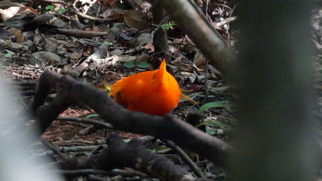 Guianan Cock-of-the-rock - ML610985404