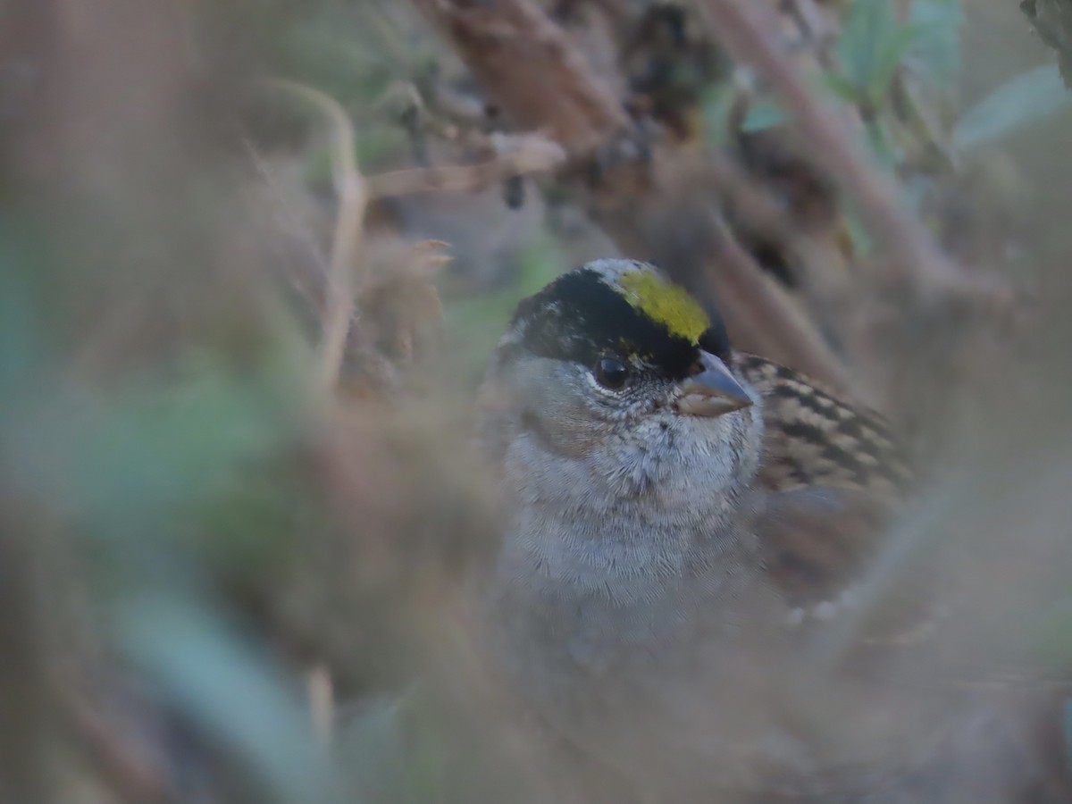 Golden-crowned Sparrow - ML610985445
