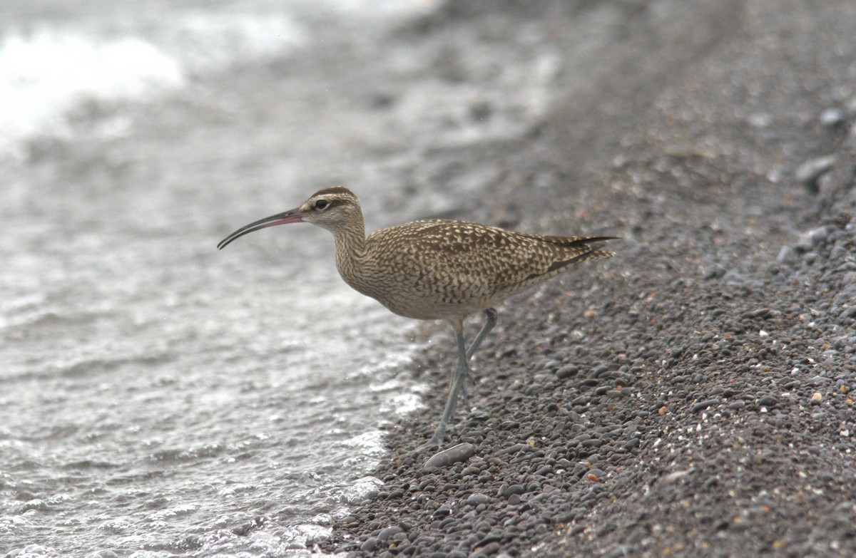 Regenbrachvogel - ML610985468