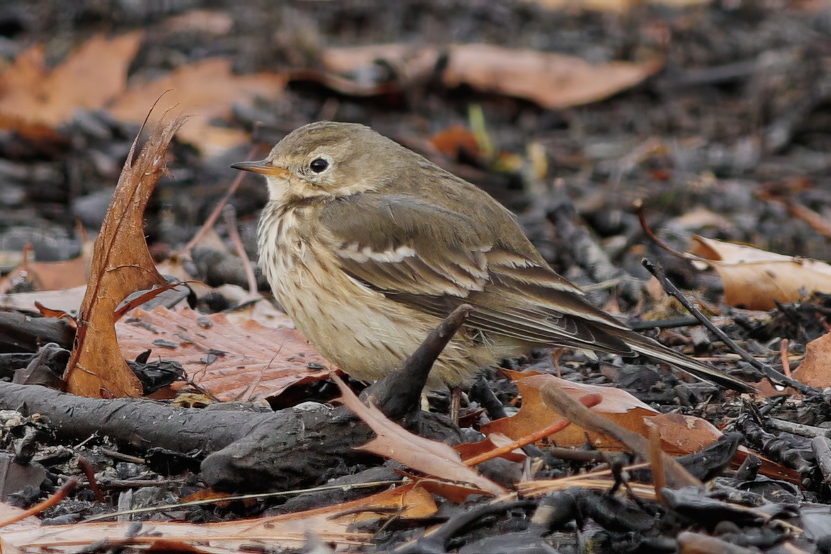 American Pipit - Gary Jarvis