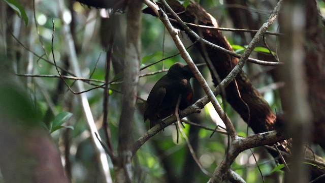 Guianan Cock-of-the-rock - ML610985485
