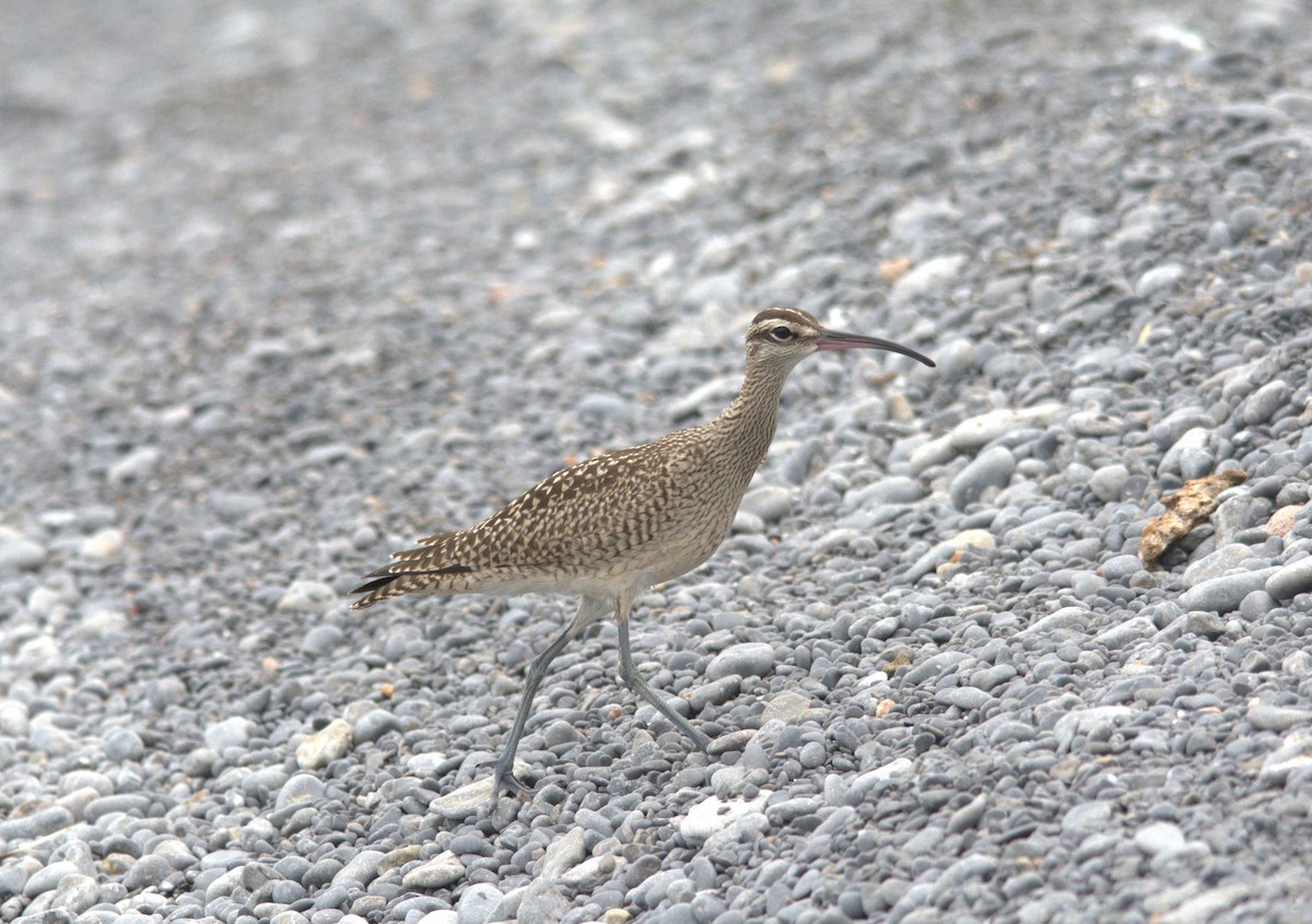 Whimbrel - ML610985493