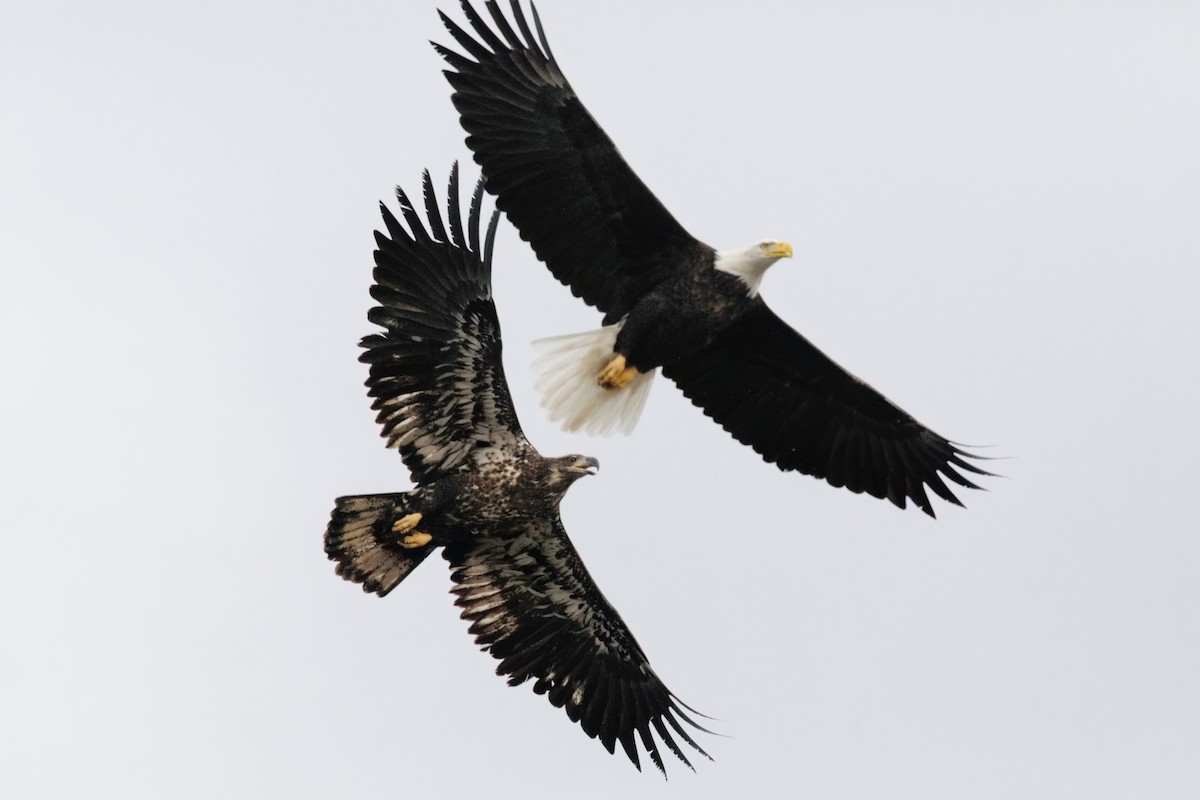 Bald Eagle - ML610985504