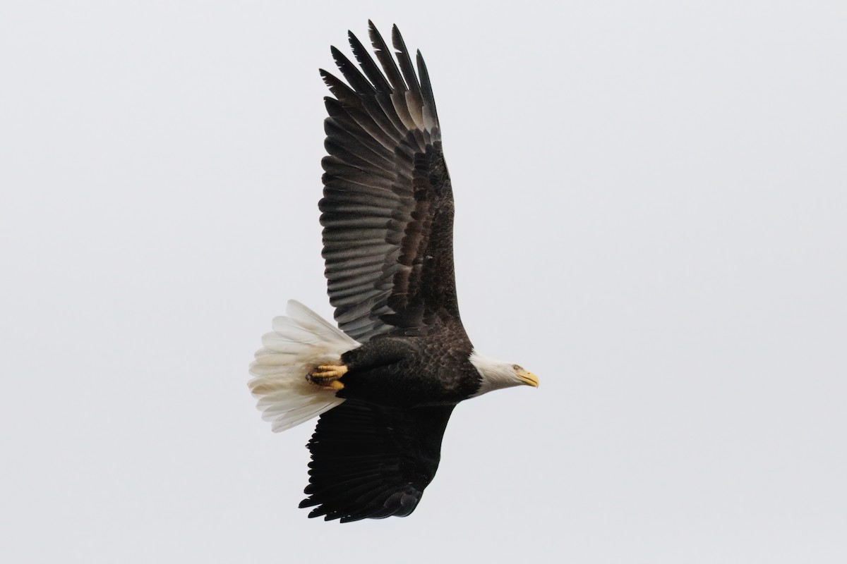 Bald Eagle - ML610985511