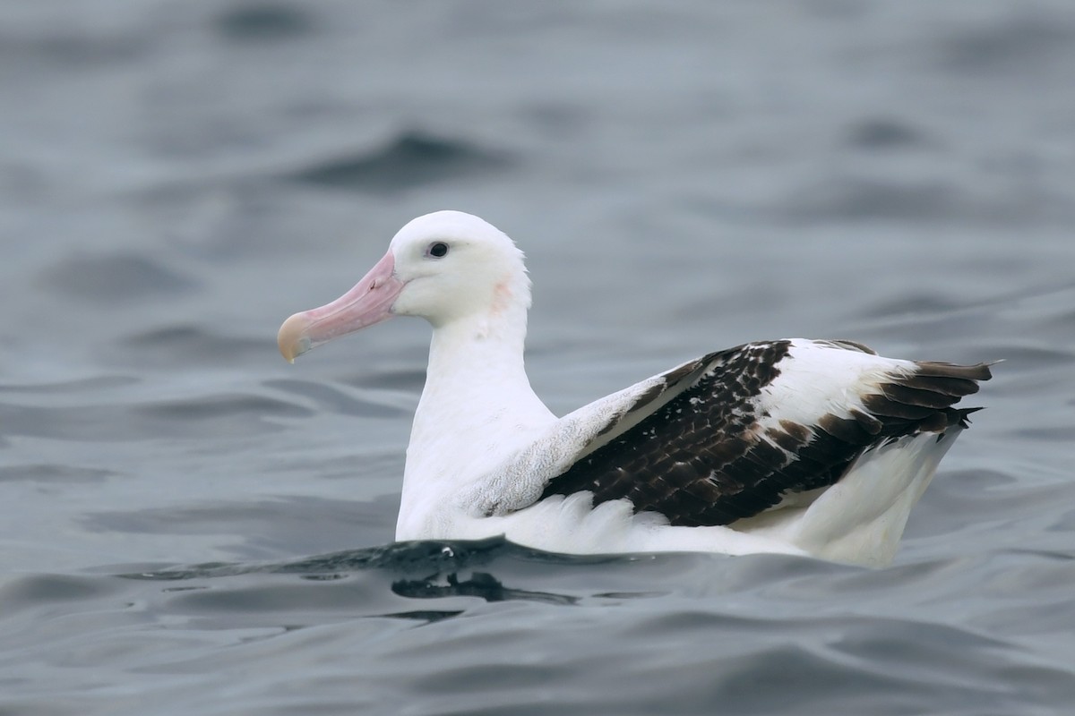 albatros stěhovavý - ML610985548