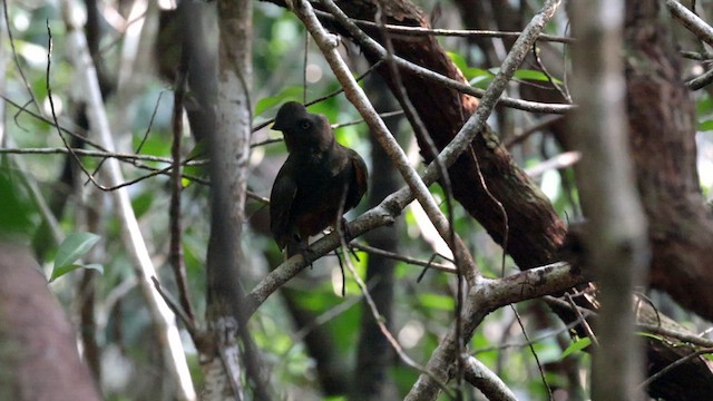 Guianan Cock-of-the-rock - ML610985582