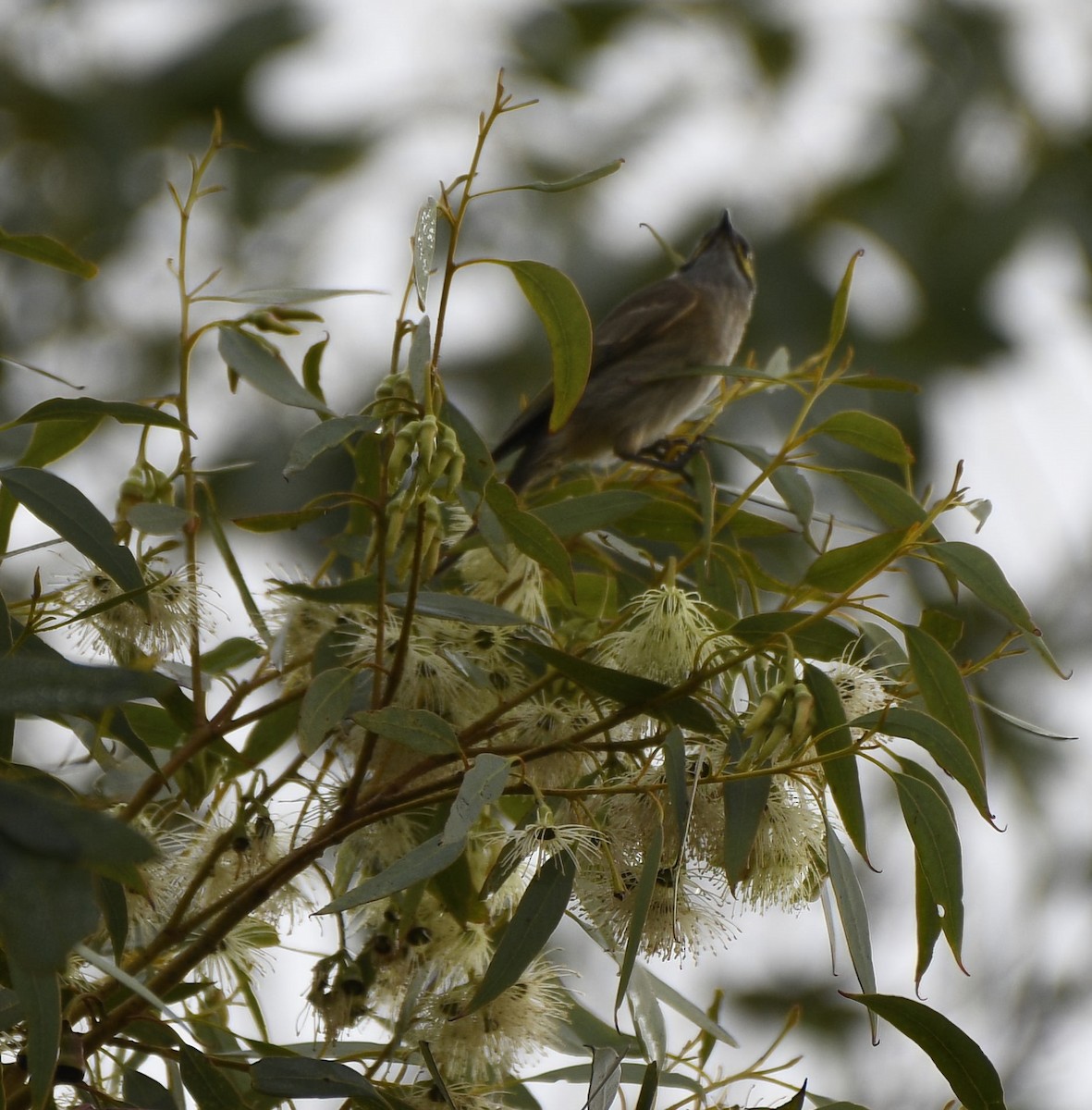 Yellow-faced Honeyeater - ML610985621