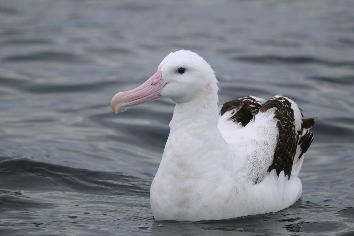 albatros stěhovavý - ML610985630