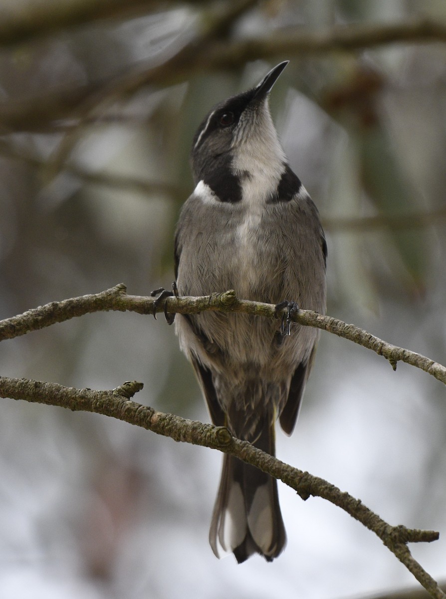 Crescent Honeyeater - ML610985638