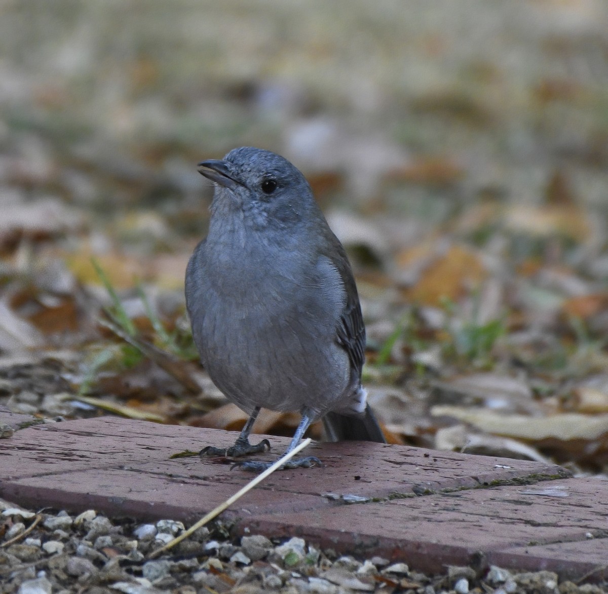 Gray Shrikethrush - ML610985648