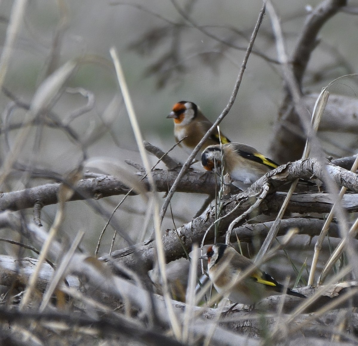 European Goldfinch - ML610985650