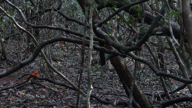 Guianan Cock-of-the-rock - ML610985653