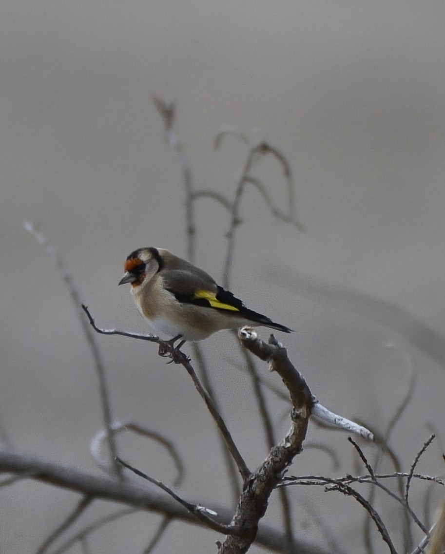 European Goldfinch - ML610985654