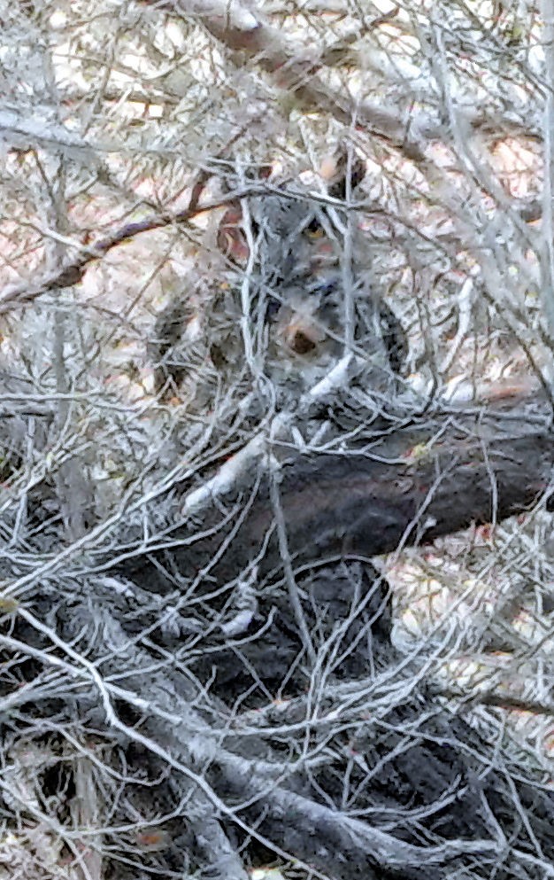 Great Horned Owl - Doug Wassmer