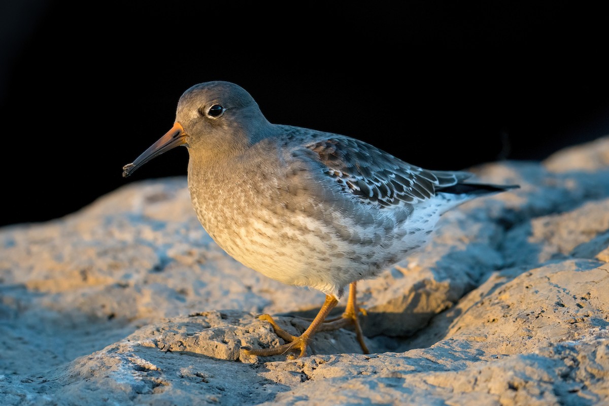 Purple Sandpiper - ML610985689