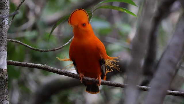 Coq-de-roche orange - ML610985757