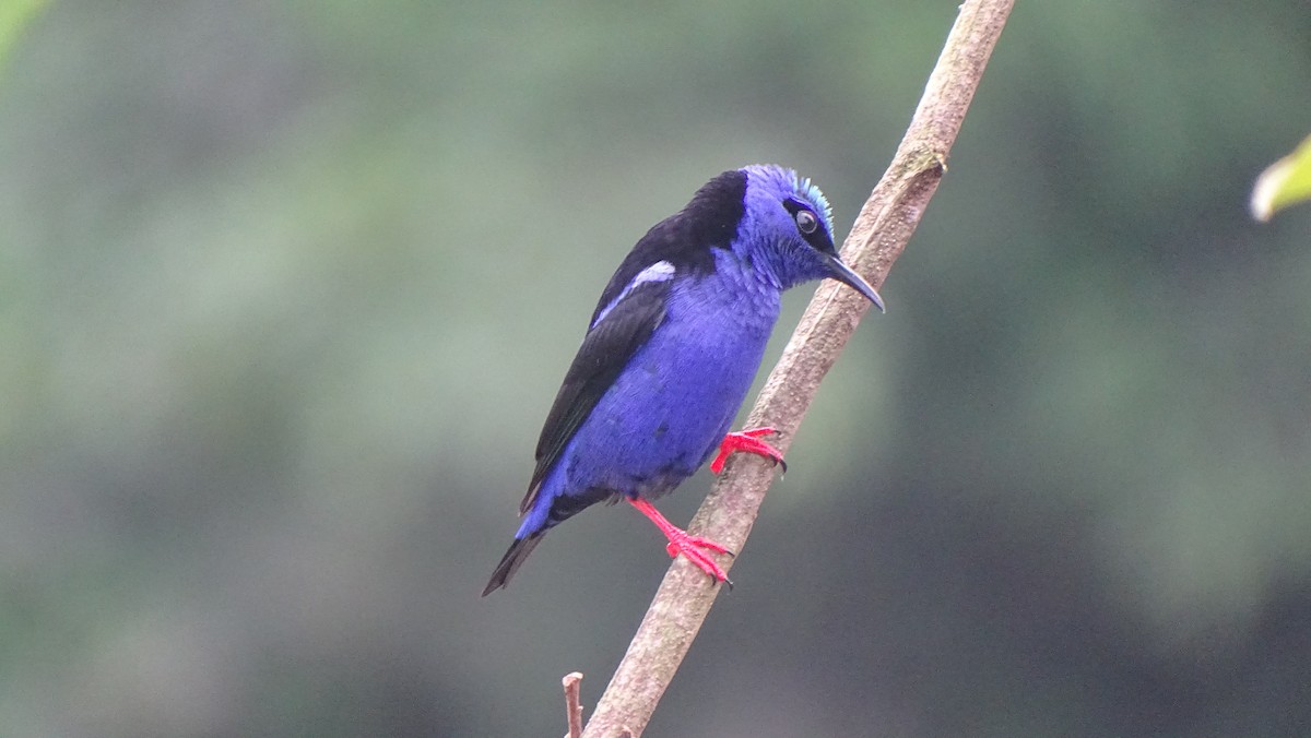Red-legged Honeycreeper - ML610985786