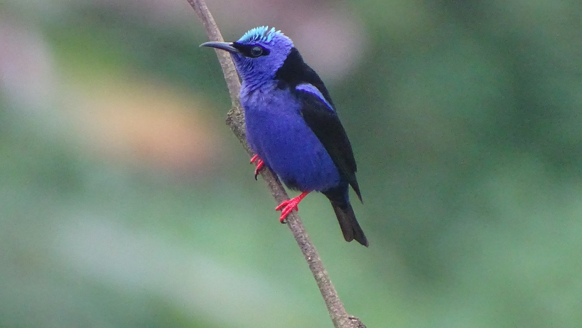 Red-legged Honeycreeper - ML610985787