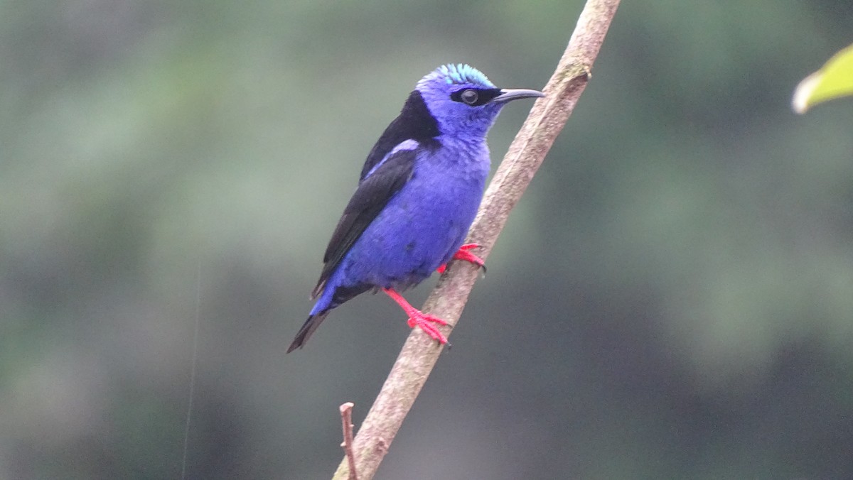 Red-legged Honeycreeper - ML610985788