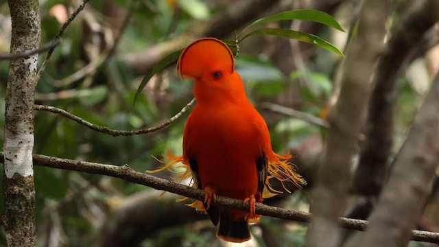 Coq-de-roche orange - ML610985806