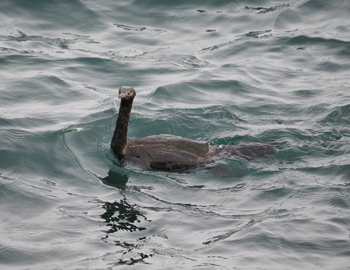 Pelagic Cormorant - Veronica Goidanich