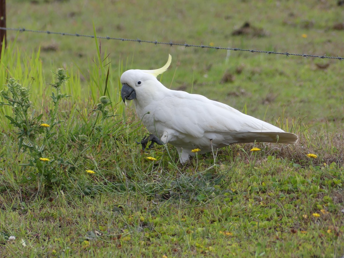 Sulphur-crested Cockatoo - ML610985846