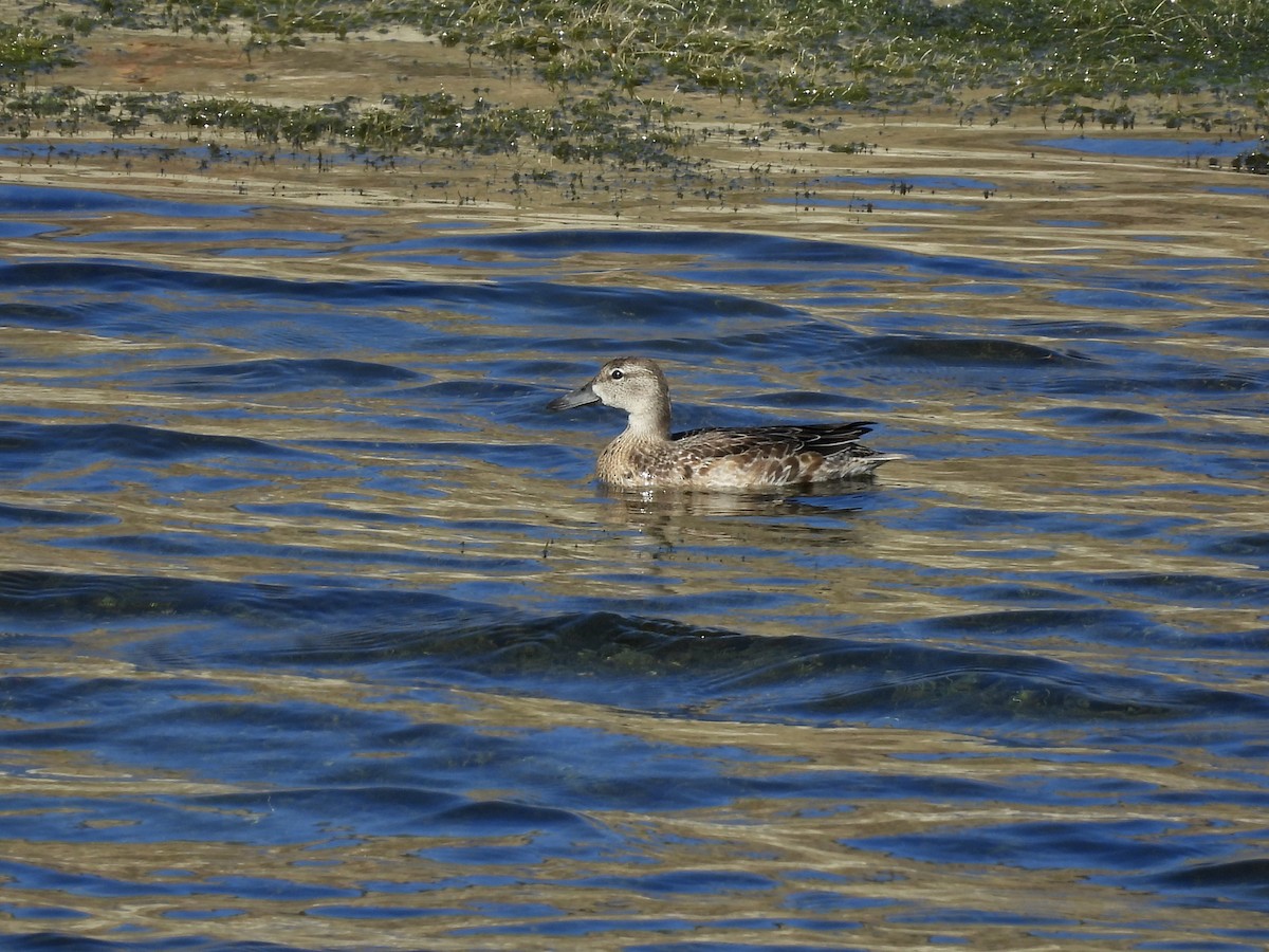 Blue-winged Teal - ML610985878