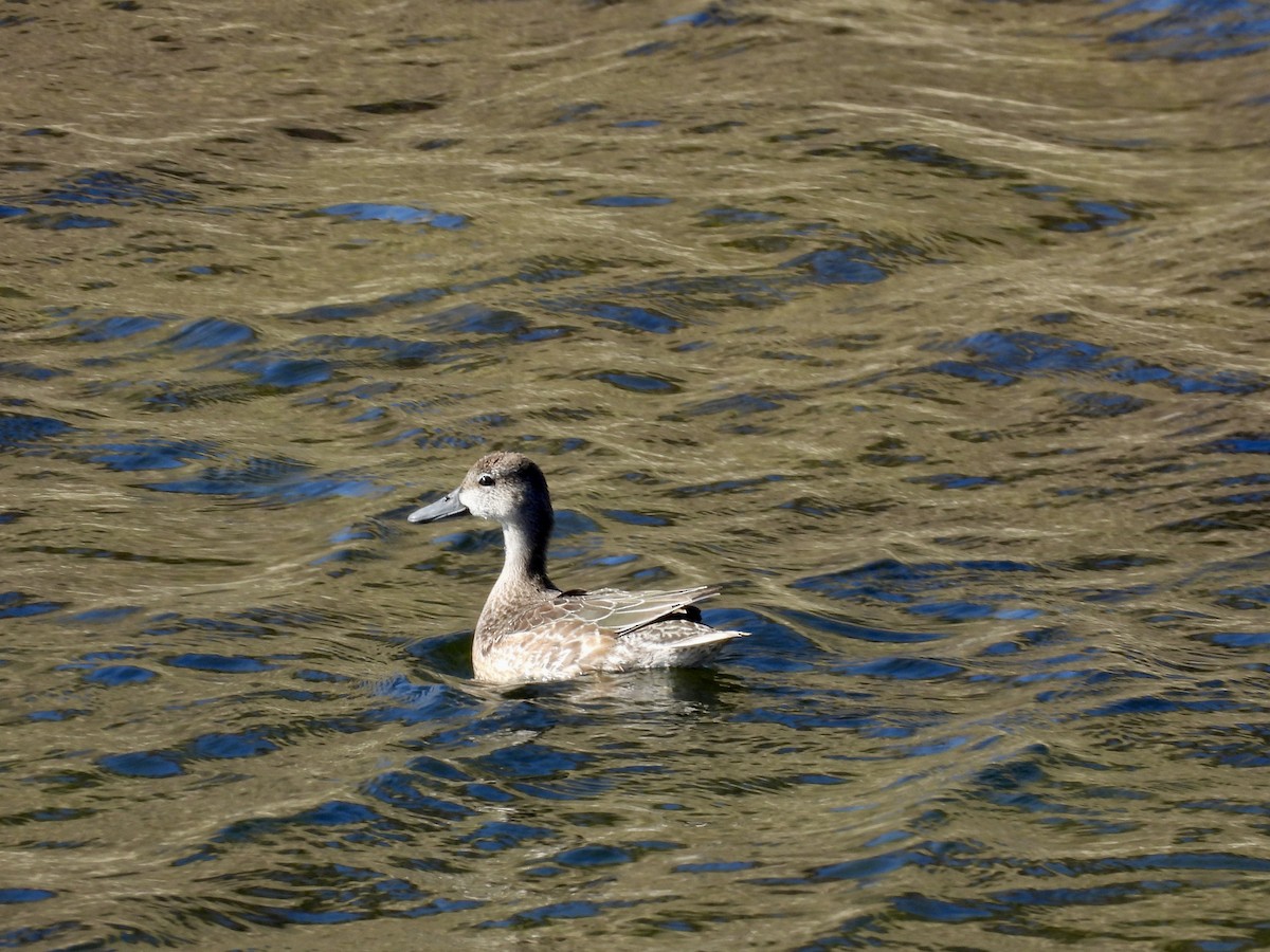 Blue-winged Teal - ML610985879