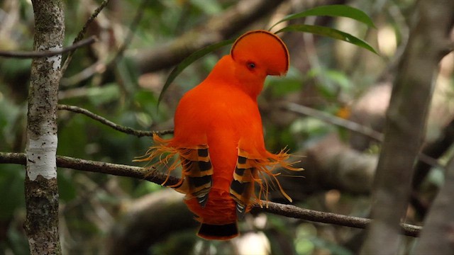 Coq-de-roche orange - ML610985891