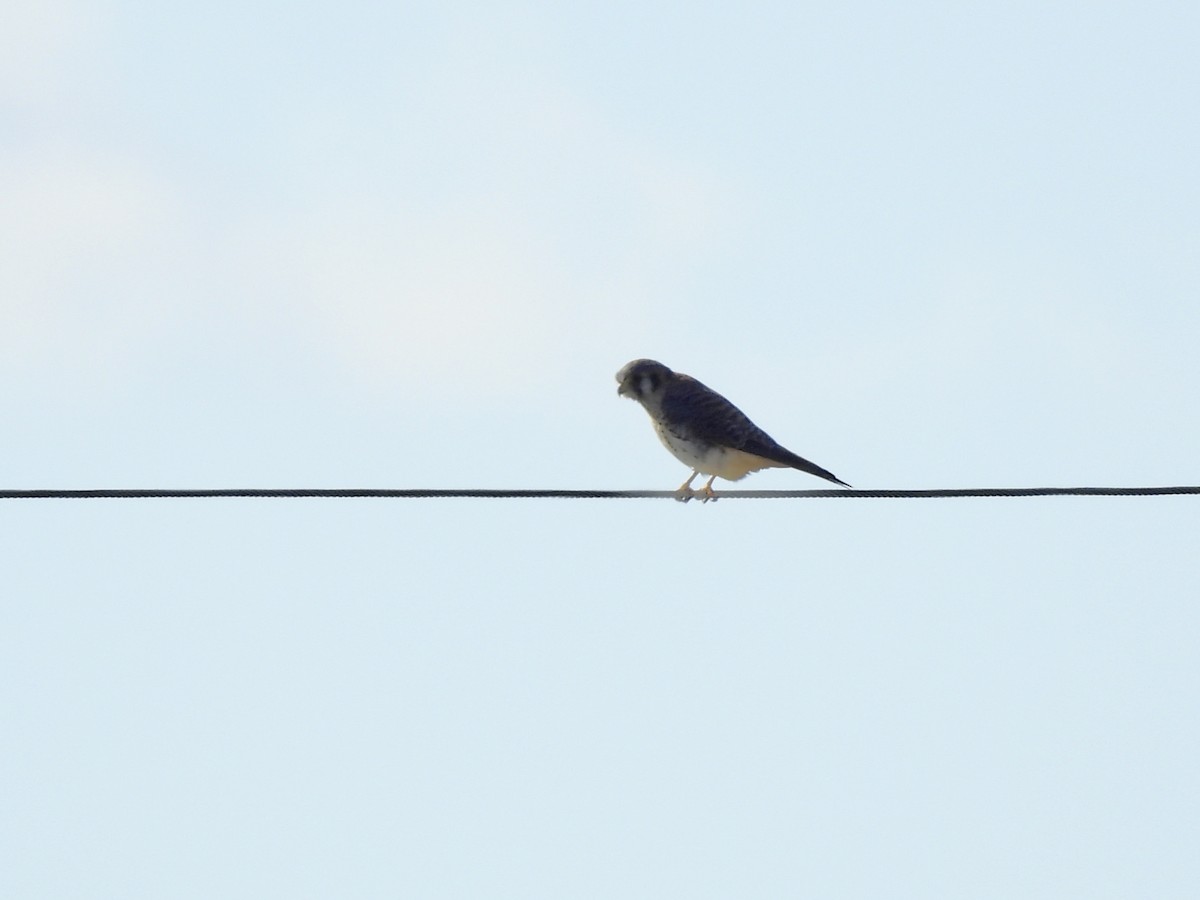 American Kestrel - ML610985895